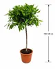 Laurus Nobilis – vavřín, keřík 100–120 cm, pravý vavřín, Náhled obrázku produktu 5