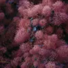 A close-up view of the feathery pinkish-purple blooms of a smoke bush plant. Produktbild-Vorschau