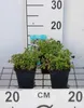 6 x Mentha pulegium - máta polární - květináč 9 x 9 cm Náhled obrázku produktu 1