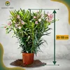 Sunny Tree - Rostlina - Oleandr- Nerium Oleander - Výška Náhled obrázku produktu 6
