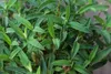Cistus purp. 'Alan Fradd' - Zistrose Alan Fradd 20- 25 cm Produktbild-Vorschau 2