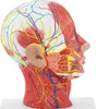 physa Anatomie Schädel - Medianschnitt - Originalgröße Produktbild-Vorschau 3