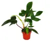Philodendron Florida Beauty Green - Výnimočný stromový Náhľad obrázku produktu 1