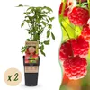 Green boutiQ - Obstpflanze - Rubus idaeus Ottawa - Produktbild-Vorschau 2