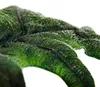 Alocasia tandurusa "Jacklyn" - Tropenwurz - Alokasie - Produktbild-Vorschau 5