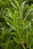 Prunus laurocerasus 'Caucasica', Kirschlorbeer, immergrün, Produktbild-Vorschau 2