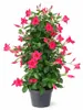 Mandevilla Dipladenia - Trichterblüte - Pyramidenform - Produktbild-Vorschau 1