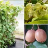 Kiwi Hayward - weibliche Kiwipflanze Produktbild-Vorschau 4