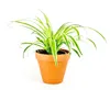 Gardners Chlorophytum Comosum, priemer 11-12 cm Náhľad obrázku produktu 1