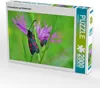CALVENDO Puzzle Flockenblume und Widderchen 2000 Teile Produktbild-Vorschau 2
