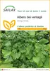 SAFLAX  - Albero dei ventagli - 4 semi - Ginkgo Anteprima dell’immagine prodotto 1