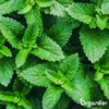 A close-up view of fresh green mint leaves. Náhľad obrázku produktu