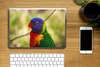 MuchoWow® Laptop Aufkleber Sticker Cover Vogel - Sittich - Produktbild-Vorschau 2
