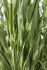 Stachelschweingras Miscanthus sinensis Strictus Ziergras Produktbild-Vorschau 3