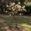 A small magnolia tree with pink flowers in a garden setting. Produktbild-Vorschau