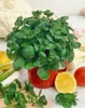 Nasturtium officinale, Brunnenkresse, ca. 9x9 cm Topf Produktbild-Vorschau 6