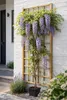 Wisteria ‘Issai’ 180–200 cm – Winterharter Blauregen, Produktbild-Vorschau 1