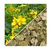 Herbs from Poland Sennesblätter – Natürliche Hilfe bei Produktbild-Vorschau 2