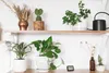 A close-up shot of a shelf with various potted plants and decorative items, including a small digital thermometer. Produktbild-Vorschau