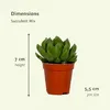 Smes sukulentu - 20 rostlin - Ø5,5cm - výška 7cm - Náhled obrázku produktu 4
