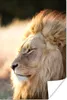 MuchoWow® Poster Profil- Löwe - Tiere 80x120 cm - Produktbild-Vorschau 1