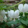 6 x Hohe Herzblume  - Dicentra spectabilis 'Alba'  | Topf Produktbild-Vorschau 2