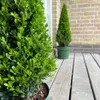 Plants by Frank | Echte Stechpalme Pyramide | Ilex Crenata Produktbild-Vorschau 3