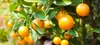 Dünger Citrus - 30 ml - Flüssig - Fördert Wurzelwachstum - Produktbild-Vorschau 10