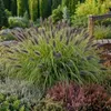 Stauden Gänge 1 x Pennisetum alopecuroides 'Black Beauty' Produktbild-Vorschau 1