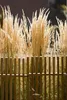 Stauden Gänge 1 x Calamagrostis x acutiflora 'Karl Förster' Produktbild-Vorschau 6