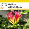 SAFLAX Kultivační sada - Africká popínavá lilie - Gloriosa Náhled obrázku produktu 9