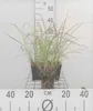 6 x  Miscanthus sin. 'Krater' - Chinaschilf - Topf 9 x 9 cm Produktbild-Vorschau 1