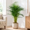 Goldfruchtpalme - pflegeleichte Zimmerpflanze, Areca Dypsis Produktbild-Vorschau 5