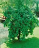 Corylus avellana, Haselnuss, 60–100 cm Produktbild-Vorschau 12