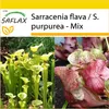 SAFLAX Kultivačný set - džbán / džbán - Sarracenia flava / Náhľad obrázku produktu 10