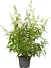Buddleja 'White Profusion', Schmetterlingsflieder, weiß, Produktbild-Vorschau 1