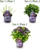 Ortensia Forever & Ever – Viola – 2 piante – Hydrangea Anteprima dell’immagine prodotto 4