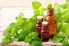 SAFLAX - Bio - Melisa - 1000 Nasiona - Melissa officinalis Podgląd zdjęcia produktu 9