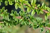 Stauden Gänge 10 x Cotoneaster dammeri 'Coral Beauty‘ - Produktbild-Vorschau 7