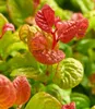 BALDUR Garten 2x Traubenheide Curly Gold®, Pflanzen im Produktbild-Vorschau 3