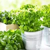 Kräutersamenpaket - 22 kulinarische Arten- Organifer Produktbild-Vorschau 5