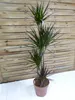 [Palmenlager] - XL Dracaena marginata "magenta" 150 cm / Produktbild-Vorschau 1