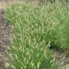 6 x Erba pulisci-lampada nana - Pennisetum alopecuroides Anteprima dell’immagine prodotto 1