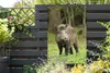MuchoWow® Produktbild-Vorschau 5