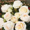 Rosa  - Kordes Parfuma® Rose - Rosa 'Madame Anisette'® Voir les images du produit 2