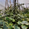 Bluszcz pospolity Harold 1L Podgląd zdjęcia produktu 4