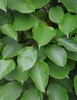 A close-up view of green leaves and stems. Anteprima dell’immagine prodotto