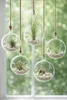 OmniPlants – Tillandsien 5er-Mix mit EXTRA T. fuchsii var Produktbild-Vorschau 3