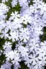 Phlox subulata 'Emerald Cushion Blue', Polsterphlox, blau, Produktbild-Vorschau 1