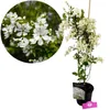 Exochorda racemosa 'Blushing Pearl'®, krzew perłowy, Podgląd zdjęcia produktu 1